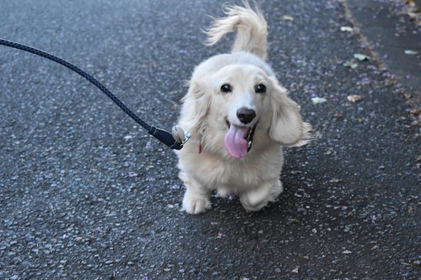 快乐奔跑的迷你腊肠犬图片下载