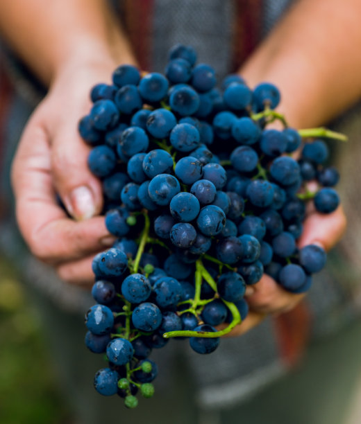 农民手里拿着一串刚刚收获的成熟黑葡萄。秋天的收获图片下载