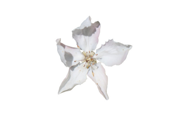 盛开的木瓜树花图片下载