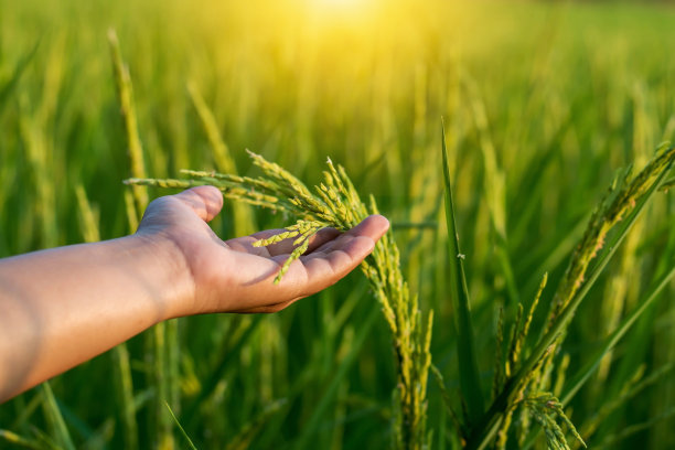 农民的手在温暖的阳光下抚摸着稻田。种植无毒植物的概念。图片下载