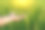 农民的手在温暖的阳光下抚摸着稻田。种植无毒植物的概念。图片下载