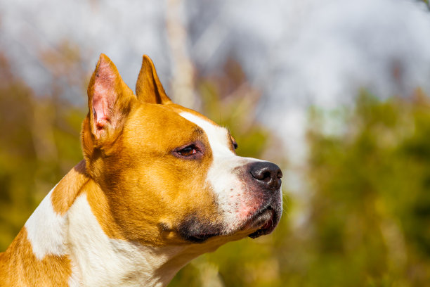 狗美国斯塔福德郡梗在自然的森林。彩色照片图片下载