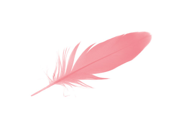 白色背景上的珊瑚粉色羽毛图片下载