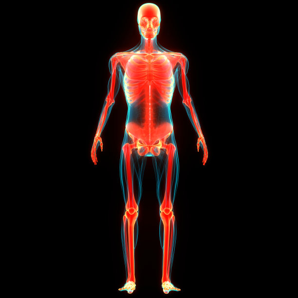 人体骨骼系统骨关节解剖学图片下载