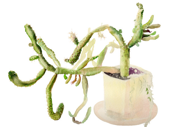 水彩植物插图，仙人掌仙人掌在一个黄色的锅孤立在一个白色的背景。彩色的小册子封面，明信片图片下载