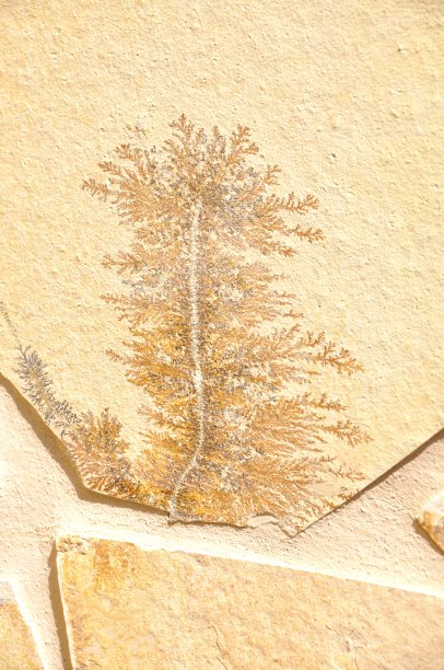 假化石图片下载