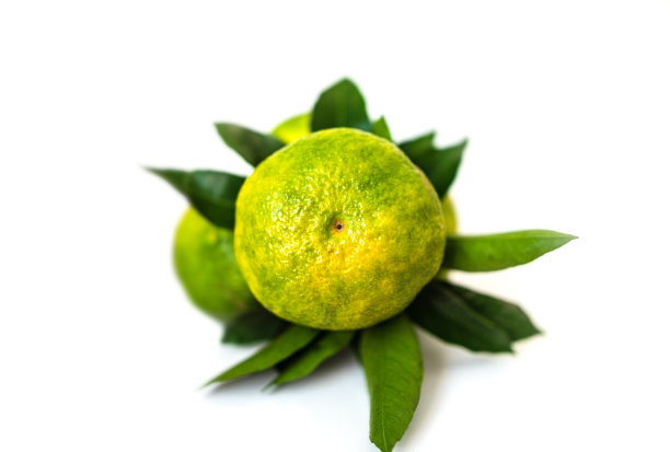 绿色新鲜的橘子图片下载