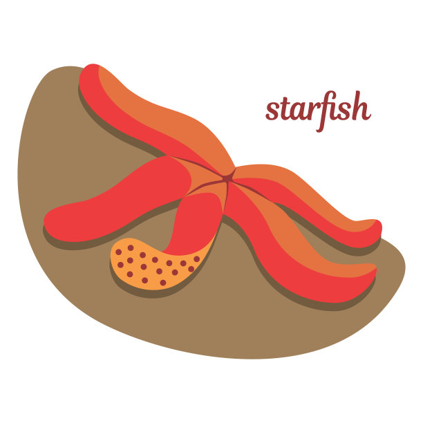 石头上的海星图片下载