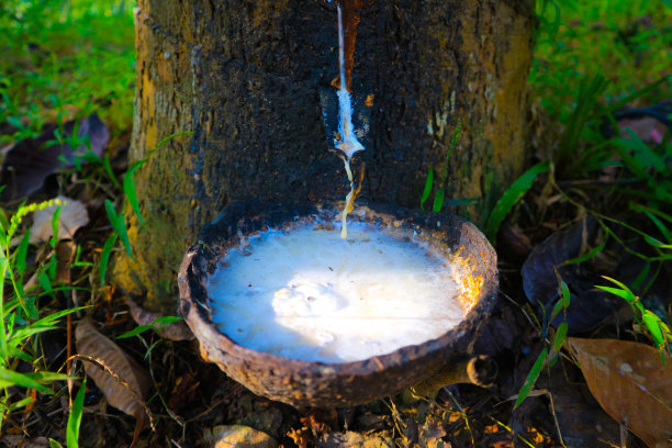 收集的乳胶液(橡胶)的特写图片下载