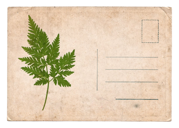 空白的老式明信片与干燥的植物隔离图片下载