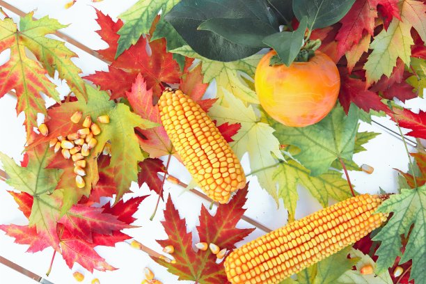 秋天的果实和树叶图片下载