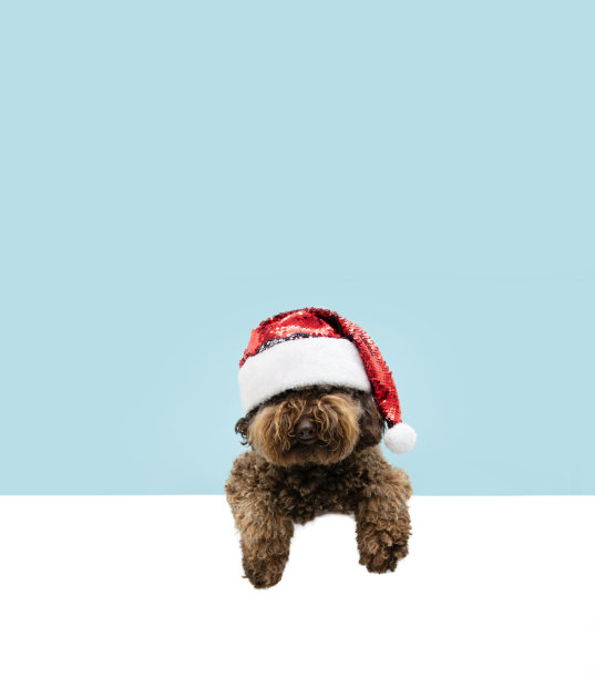 可爱的狮子狗狗庆祝圣诞节与一个红色的圣诞老人的帽子挂在一个空白的爪子。孤立在蓝色背景。图片下载