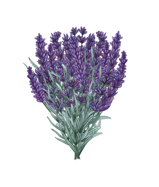 一束薰衣草水彩。手绘插图，贺卡，请柬，和其他印刷项目。图片下载