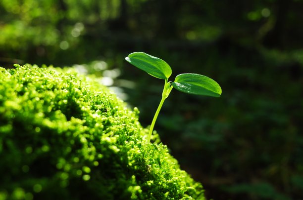 山林中的青苔图片下载