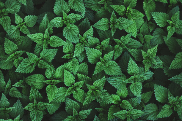 荨麻叶背景图片下载