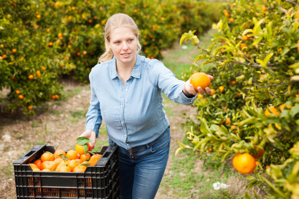 女农民正在小心翼翼地采摘成熟的桔子图片下载