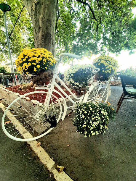 自行车用鲜花图片下载