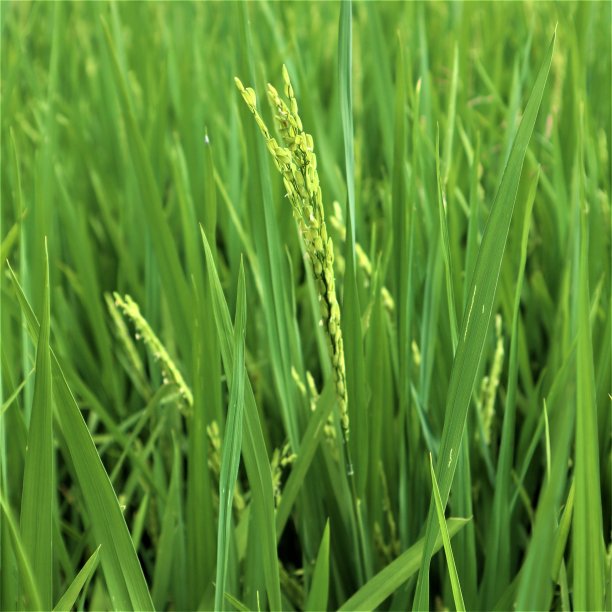 水稻领域图片下载
