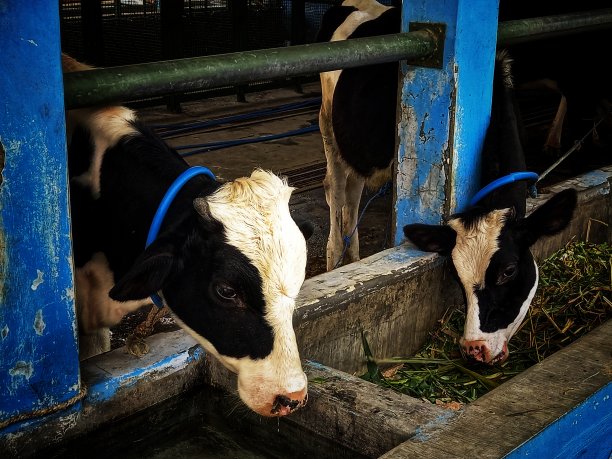 养牛场图片下载