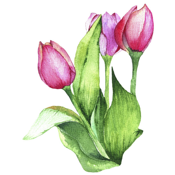 水彩郁金香孤立插图早午餐图片下载