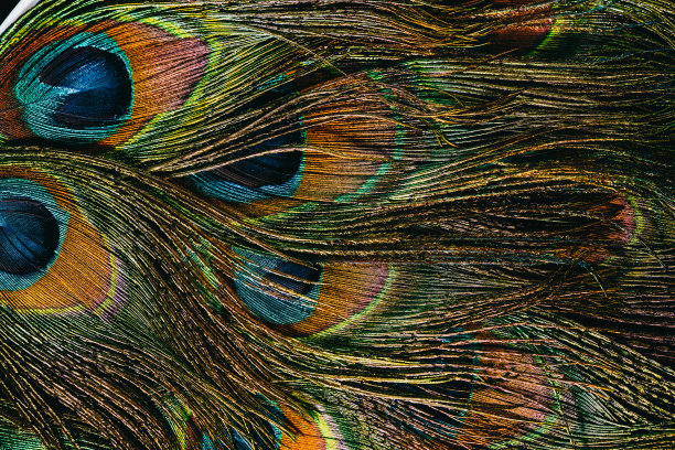 热带孔雀鸟的羽毛。宏,特写镜头。美丽的动物。色彩自然的准确性。图片下载