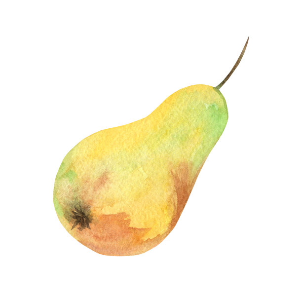 水彩梨手绘插画。图片下载