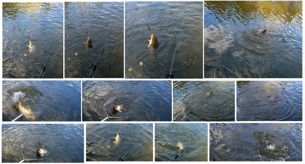 大鲤鱼钓鱼。捉鲤鱼活蹦乱跳。图片下载