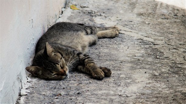 小猫睡觉图片下载