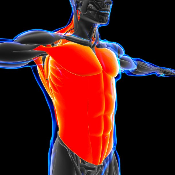 躯干肌肉解剖医学概念3D插图图片下载
