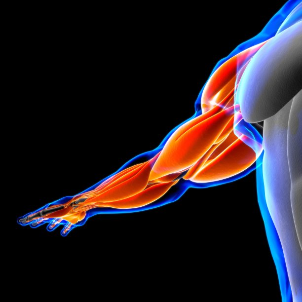 手臂肌肉解剖医学概念3D插图图片下载