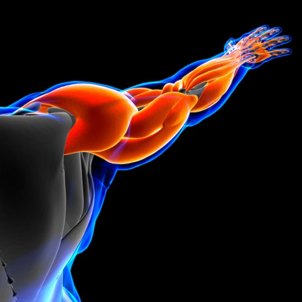 手臂肌肉解剖医学概念3D插图图片下载