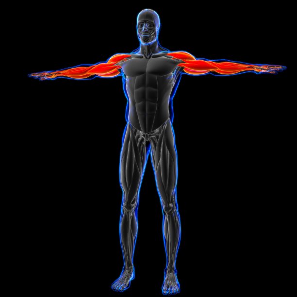 手臂肌肉解剖医学概念3D插图图片下载