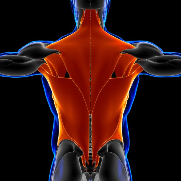 躯干肌肉解剖医学概念3D插图图片下载