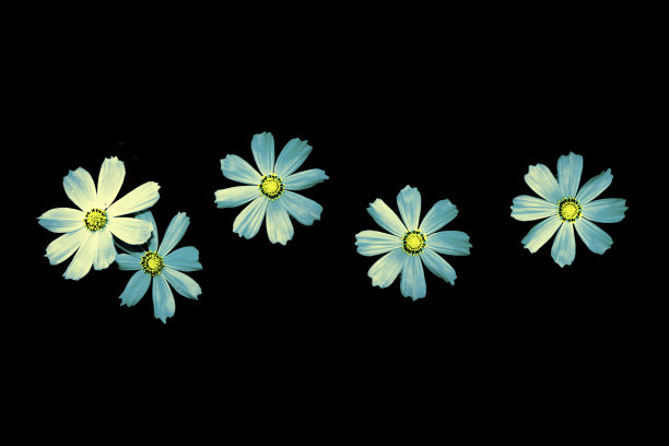 鲜艳的宇宙花图片下载