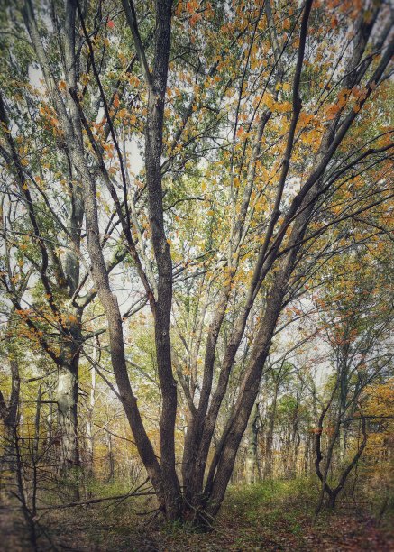 森林的树图片下载