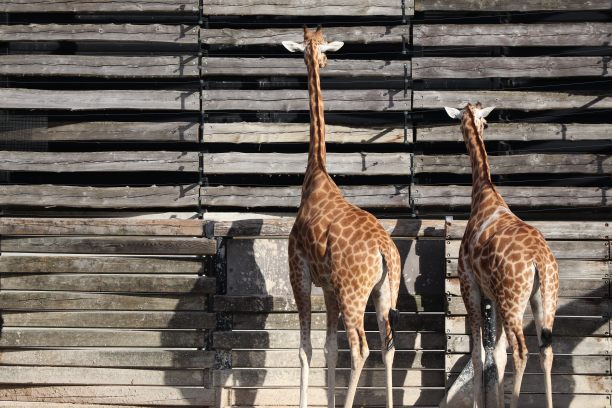 两个长颈鹿图片下载