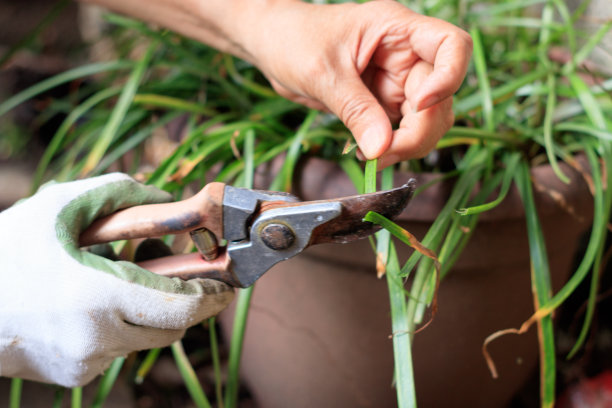 在花园里修剪植物的女人的手图片下载