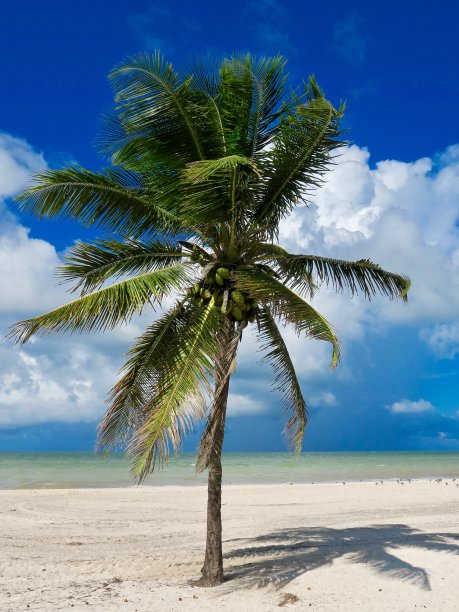 荒芜的海滩图片下载