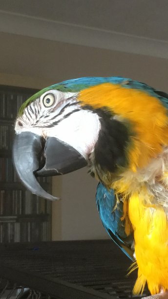 色彩斑斓的金刚鹦鹉鸟图片下载