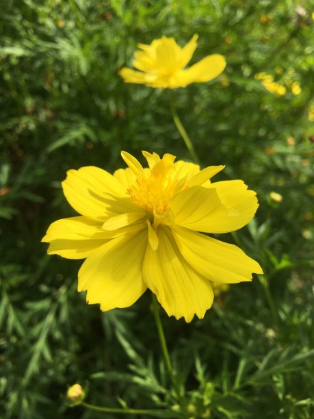 花园里有黄色的花图片下载