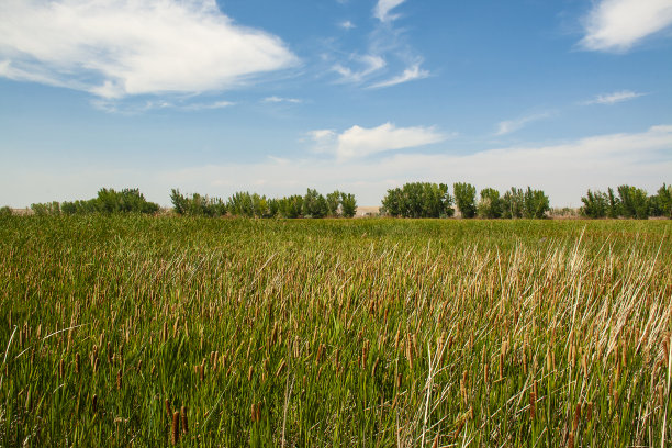 草的Ouray图片下载