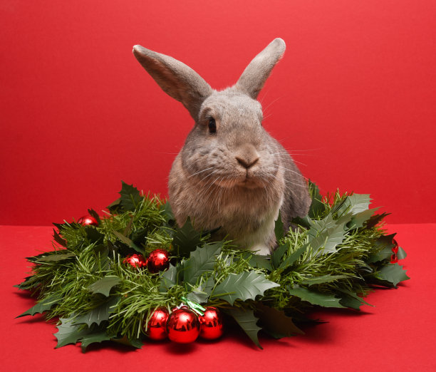 一只宠物兔子的圣诞照片图片下载
