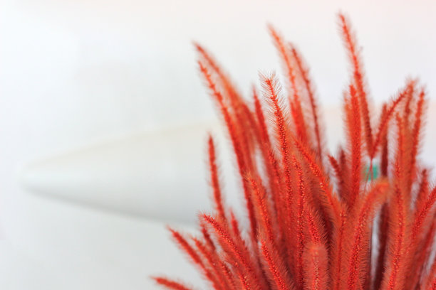 红色的草花粉在图片的右边，白色的背景。红草花粉以单独的白色为背景。图片下载