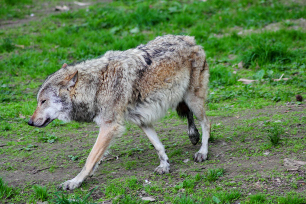 欧洲狼(犬类)图片下载
