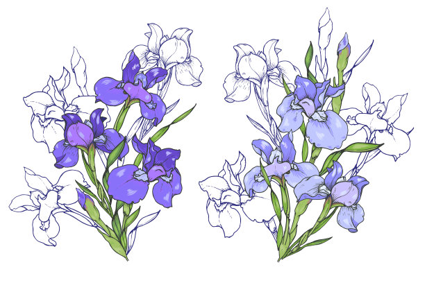 鸢尾花组成紫色和蓝色图片下载