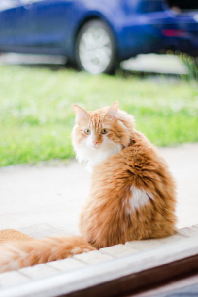 室内的猫图片下载