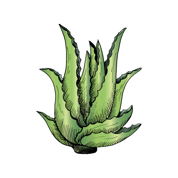 芦荟单手绘绿色芦荟孤立图片下载