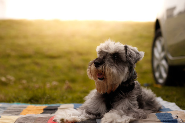 雪纳瑞犬的肖像图片下载
