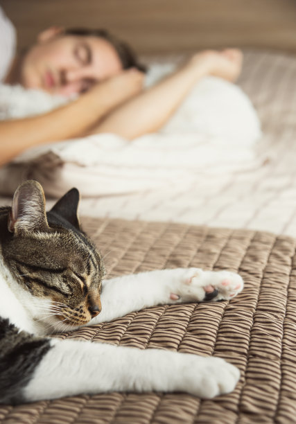 猫和主人睡在床上。图片下载