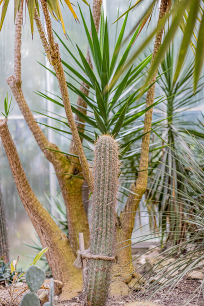 仙人掌用单一的树干覆盖着棕色的荆棘，用绳子绑在木桩上，在干旱的地形上有绿叶子的丝兰在模糊的背景下图片下载